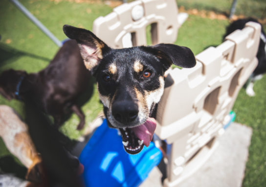 happy-dog-looking-up